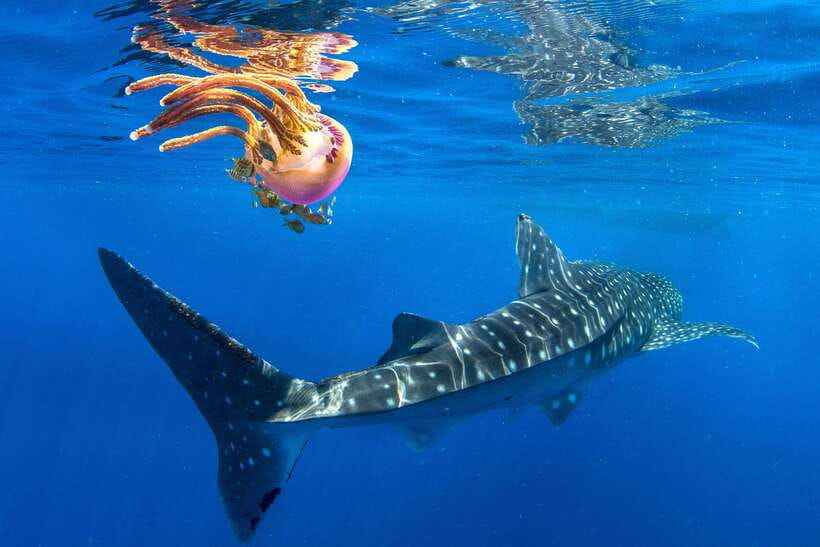 Cebu: Oslob Whale Shark Swim and Sumilon Island Day Tour - Key points to know before booking