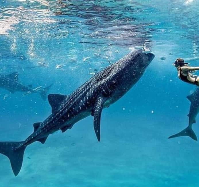 Cebu: Oslob Whale Shark Swim and Sumilon Island Day Tour - Meeting Oslob’s whale sharks after sunrise