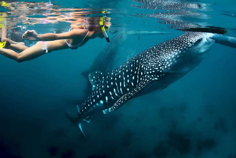 Cebu: Oslob Whale Shark Swimming - Why Oslob makes such a long day worthwhile