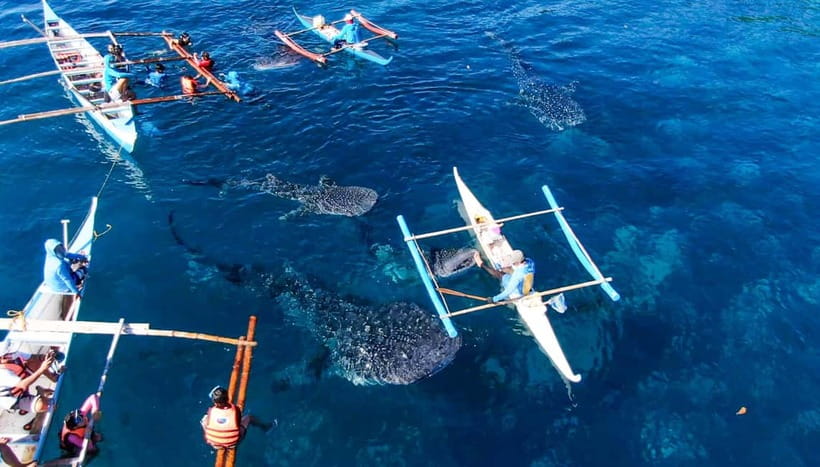 Cebu: Oslob Whale Shark Swimming and Tumalog Falls Tour - Why This Tour Takes the Whole Day