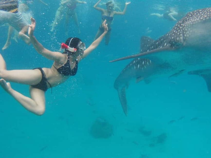 Cebu: Oslob Whale Shark Swimming and Tumalog Falls Tour - Swimming With Oslob’s Whale Sharks