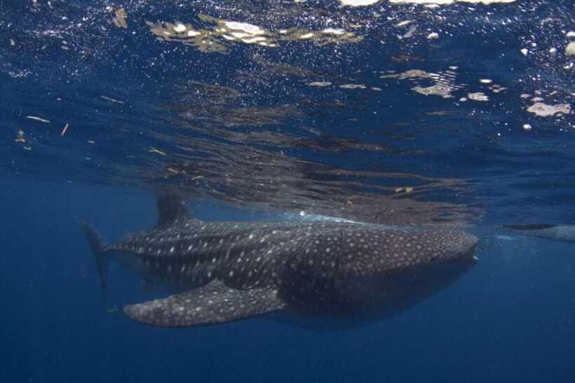 Cebu: Oslob Whale Shark Swimming and Tumalog Falls Tour - Is $79 a Good Price?