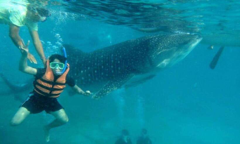 Cebu: Oslob Whale Shark Swimming and Tumalog Falls Tour - Who Will Enjoy It Most?