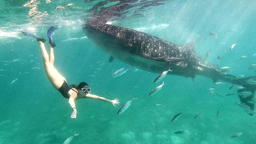 Cebu:Oslob Whale Shark Swimming & Kawasan Falls Canyoneering - Key points to know before booking