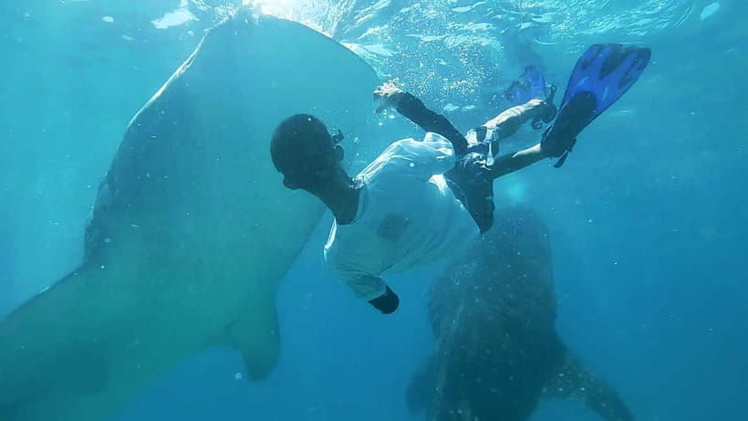 Cebu:Oslob Whale Shark Swimming & Kawasan Falls Canyoneering - Oslob whale sharks, close but carefully regulated
