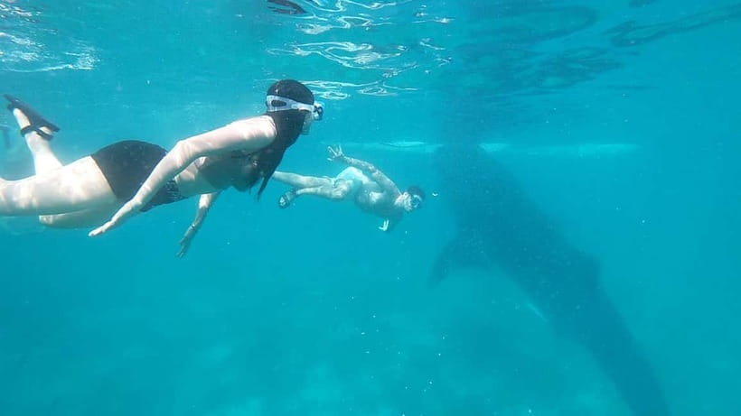 Cebu:Oslob Whale Shark Swimming & Kawasan Falls Canyoneering - Breakfast in Oslob, at your own cost