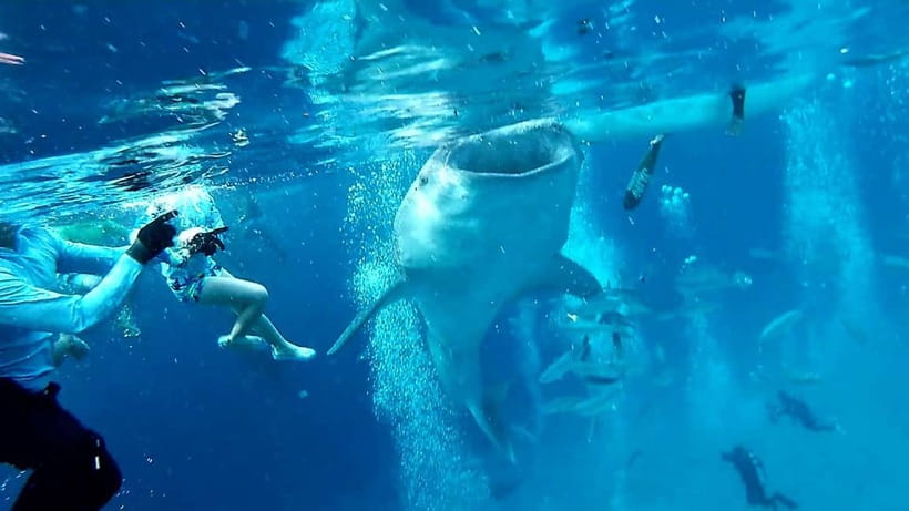 Cebu Oslob: Whale Shark Watching Experience - Key points to know before booking