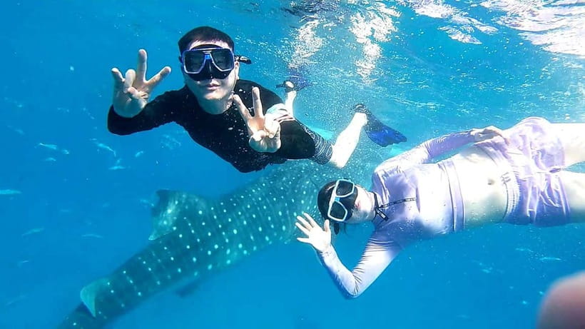 Cebu Oslob: Whale Shark Watching Experience - Why this Oslob morning is worth considering