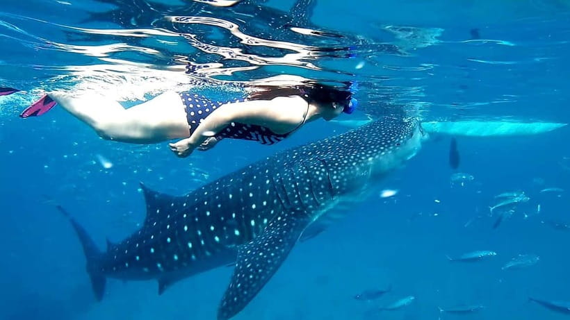 Cebu Oslob: Whale Shark Watching Experience - What happens at the Oslob whale shark area