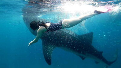 Cebu Oslob: Whale Shark Watching Experience - The 2:00 AM pickup and three-hour drive