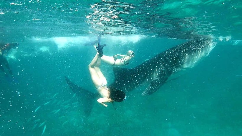 Cebu Oslob: Whale Shark Watching Experience - The wait is the part most people underestimate