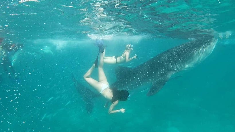 Cebu Oslob: Whale Shark Watching Experience - Is the $90 price good value?