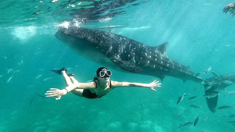 Cebu Oslob: Whale Shark Watching Experience - Weather, seasons, and the chance of seeing whale sharks