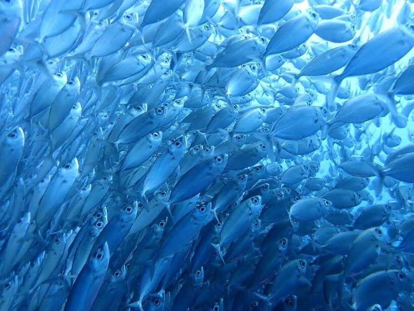 Cebu: Oslob Whale Sharks, Moalboal Sardine Run & Turtles - Why this Cebu combination works so well