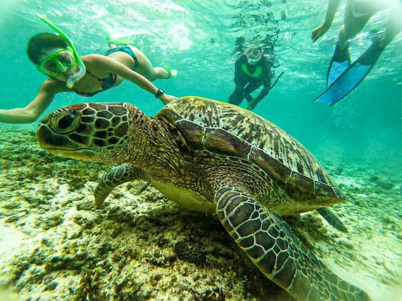 Cebu: Oslob Whale Sharks, Moalboal Sardine Run & Turtles - Should you book the Oslob and Moalboal combination?