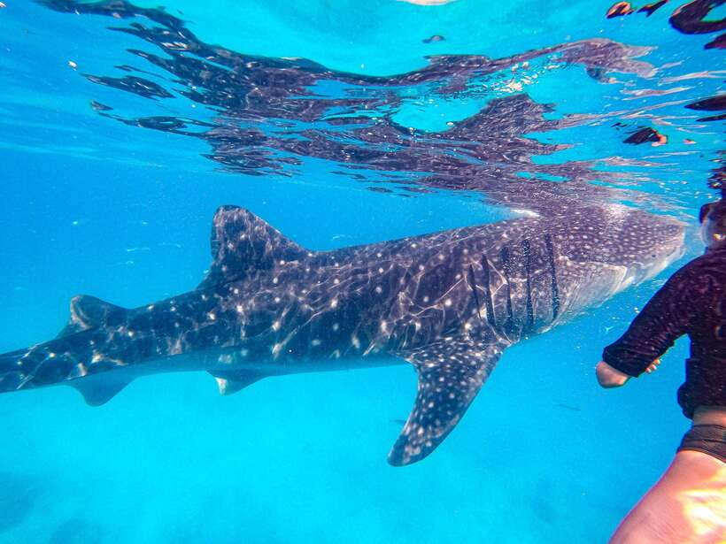 Cebu: Oslob Whale Sharks, Moalboal Sardine Run & Turtles - Showers, dry clothes, and a useful reset