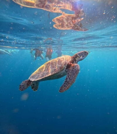 Cebu: Oslob Whale Sharks, Moalboal Sardine Run & Turtles - The 2:00 am Pickup From Cebu City