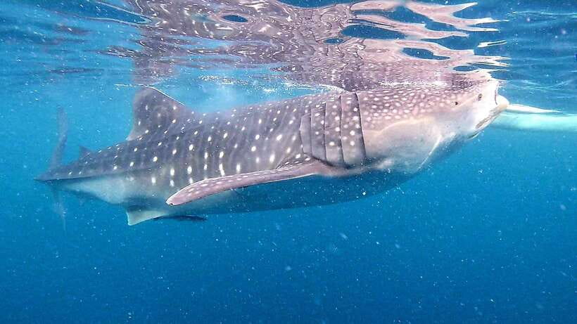 Cebu: Oslob Whale Sharks, Tumalog Falls & Sardine Snorkeling - Why this Cebu day trip packs so much into one day