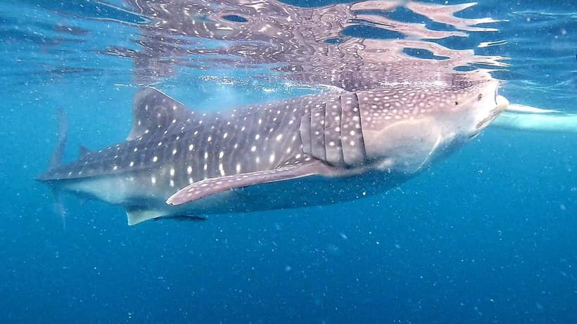 Cebu: Oslob Whale Sharks, Tumalog Falls & Sardine Snorkeling - Swimming beside Oslob’s whale sharks