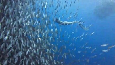 Cebu: Oslob Whale Sharks, Tumalog Falls & Sardine Snorkeling - The 2:00 AM pickup and the long southern drive