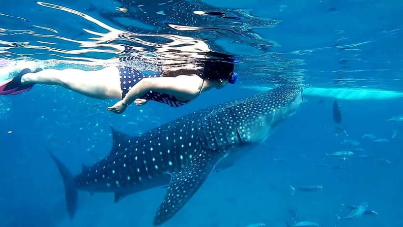 Cebu: Oslob Whale Sharks, Tumalog Falls & Sardine Snorkeling - Lunch and the road to Moalboal