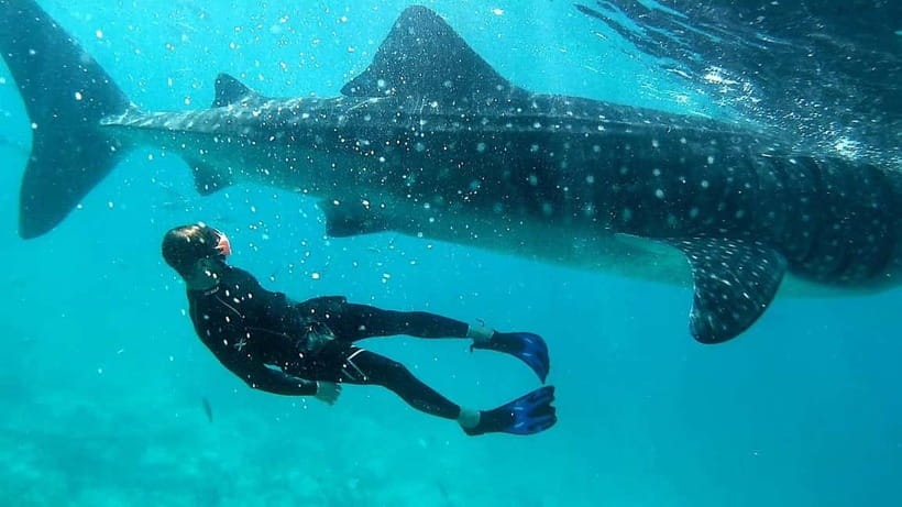Cebu: Oslob Whale Sharks, Tumalog Falls & Sardine Snorkeling - Moalboal’s sardine run and sea turtles