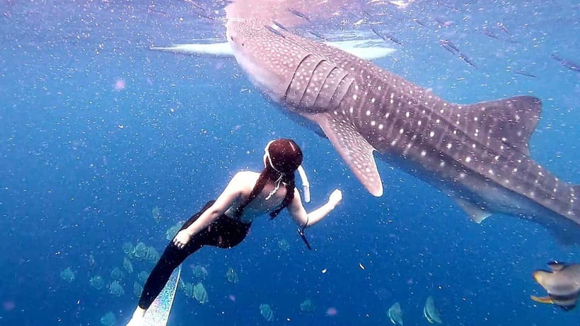 Cebu: Oslob Whale Sharks, Tumalog Falls & Sardine Snorkeling - Shared or private: which version makes sense?