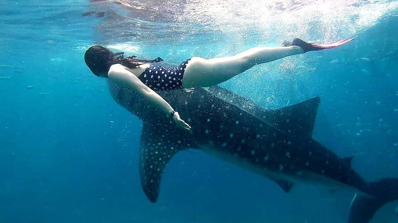 Cebu: Oslob Whale Sharks, Tumalog Falls & Sardine Snorkeling - What is included, and what should you pay extra for?