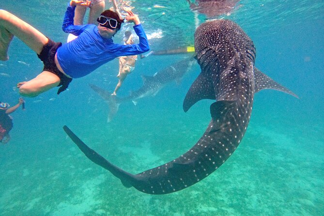 Cebu Oslob Whaleshark and Sumilon Island Full-Day Private Tour - Why this Cebu day trip starts at 3 AM
