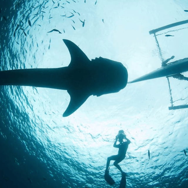 Cebu: Oslob Whaleshark Experience Shared Tour - Key points to know before booking