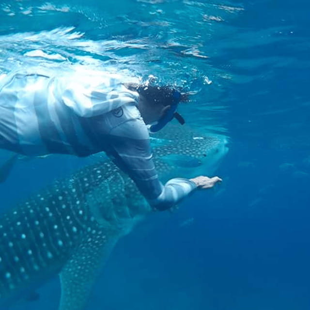 Cebu: Oslob Whaleshark Experience Shared Tour - Why the $76 price can make sense