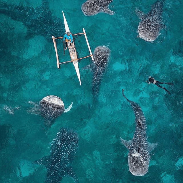 Cebu: Oslob Whaleshark Experience Shared Tour - Oslob whale sharks and the rules around the encounter