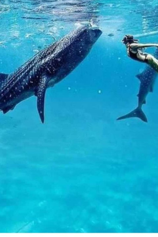 Cebu: Oslob Whaleshark Experience Shared Tour - What to pack and what to leave behind