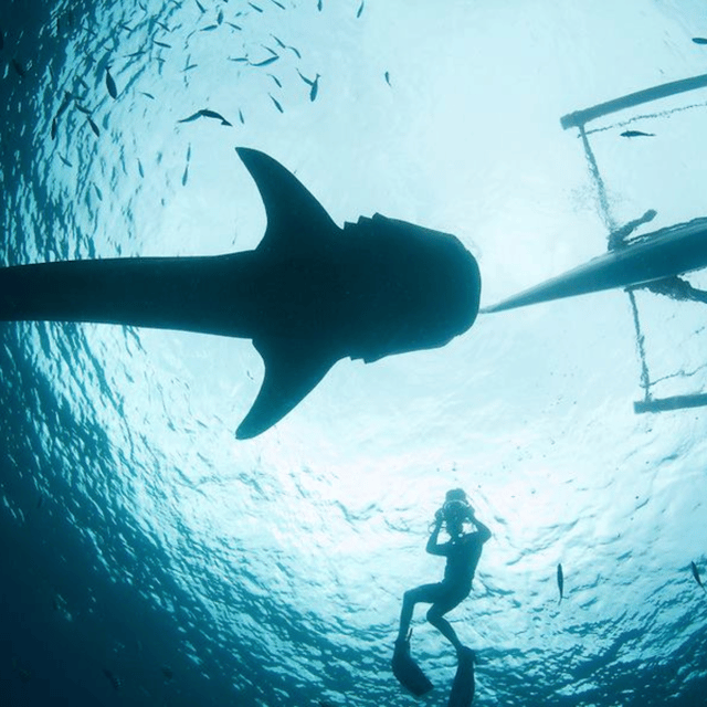 Cebu: Oslob Whaleshark Experience Shared Tour - Who will like this Cebu tour most