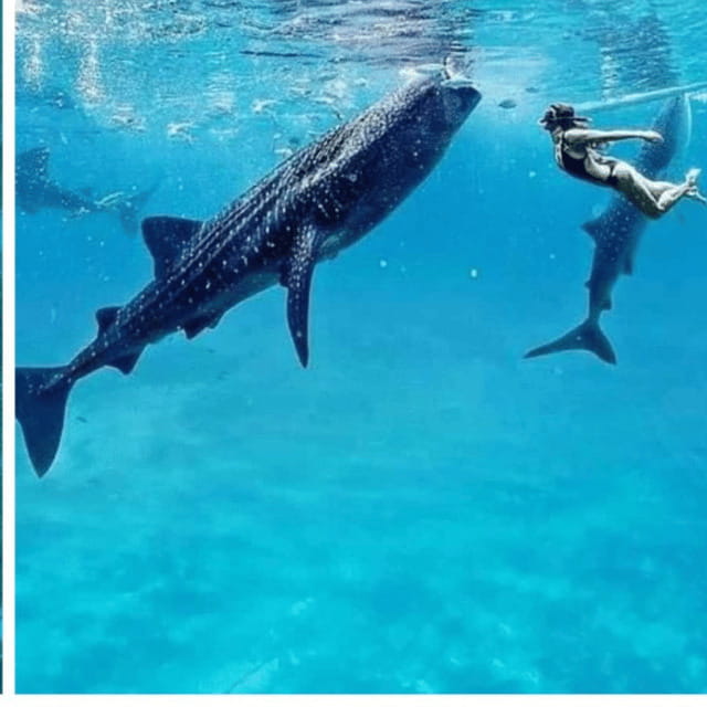 Cebu: Oslob Whaleshark Experience Shared Tour - Starting from Cebu City and settling into a long day