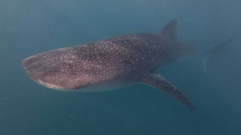 Cebu Oslob Whaleshark, Moalboal Sardines Run&Inambakan Falls - Moalboal’s Sardine Run and possible turtles