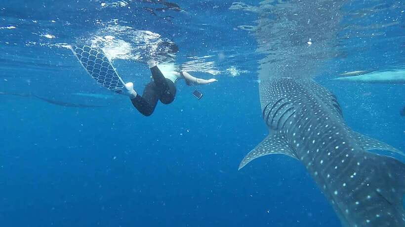 Cebu: Oslob Whaleshark & Sardines Run Snorkeling Day Tour - Who will get the most from this day