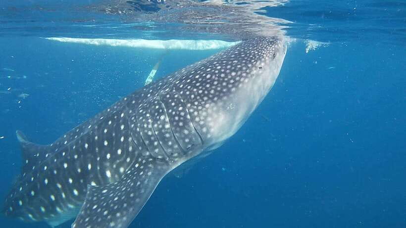 Cebu: Oslob Whaleshark & Sardines Run Snorkeling Day Tour - Three Cebu wildlife encounters in one day