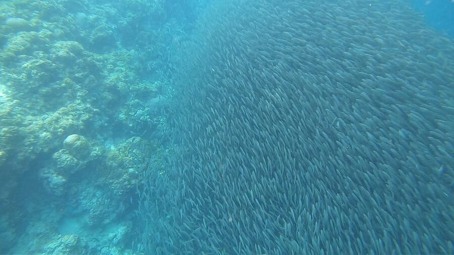 Cebu: Oslob Whaleshark & Sardines Run Snorkeling Day Tour - Moalboal’s sardine run from the beach