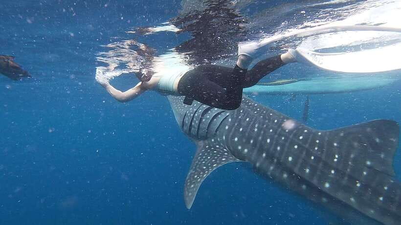 Cebu: Oslob Whaleshark & Sardines Run Snorkeling Day Tour - Looking for green and hawksbill turtles