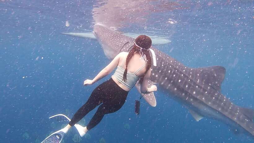 Cebu: Oslob Whaleshark & Sardines Run Snorkeling Day Tour - How the tour handles wildlife and responsibility