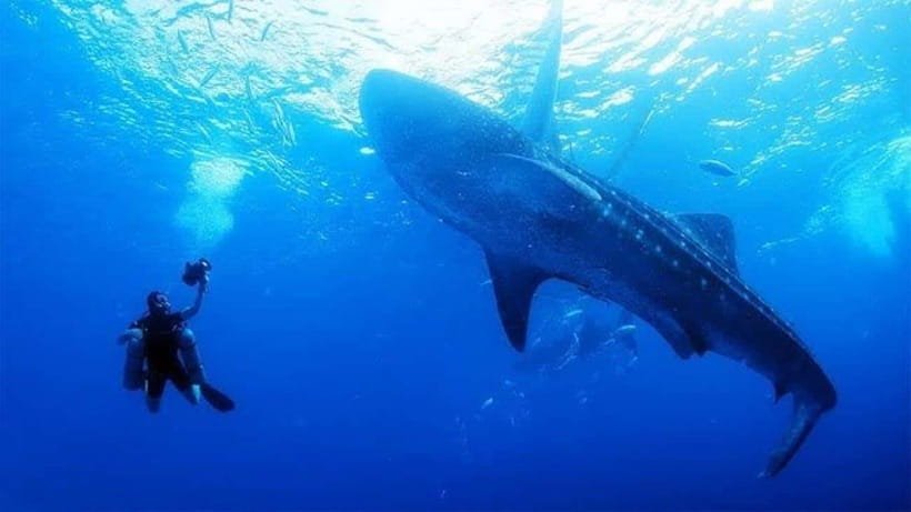 Cebu: Oslob Whaleshark Scuba Diving & Sumilon Sanctuary - Key points to know before booking