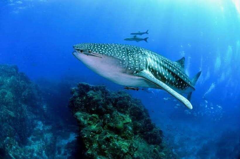 Cebu: Oslob Whaleshark Scuba Diving & Sumilon Sanctuary - Why Oslob whale sharks draw such a crowd