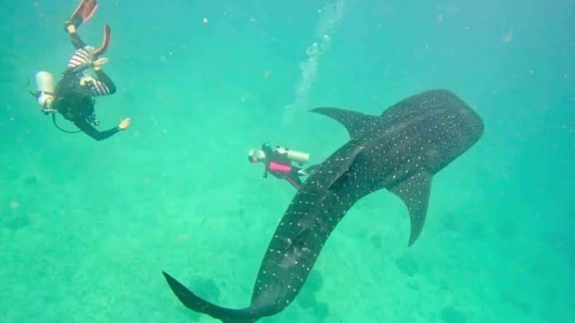 Cebu: Oslob Whaleshark Scuba Diving & Sumilon Sanctuary - The one-hour whale shark session