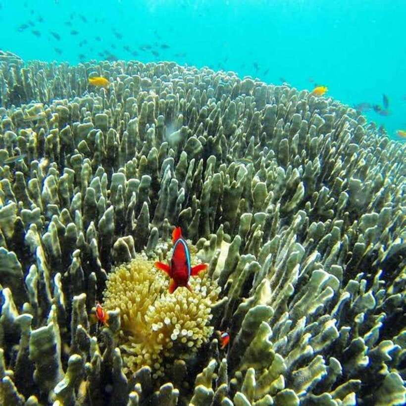 Cebu: Oslob Whaleshark Scuba Diving & Sumilon Sanctuary - Breakfast and the short river boat ride