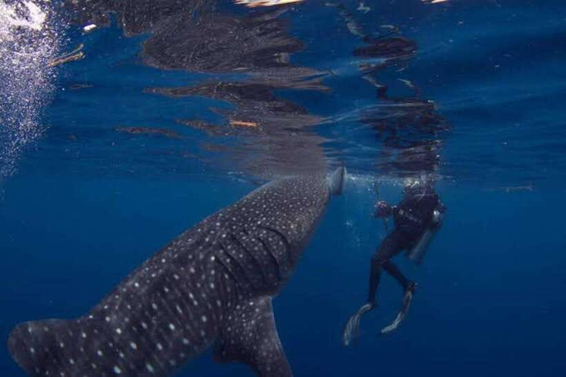 Cebu: Oslob Whaleshark Scuba Diving & Sumilon Sanctuary - What the boat transfers add to the schedule