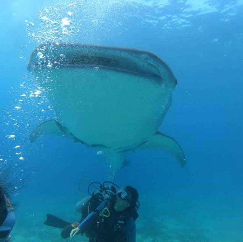 Cebu: Oslob Whaleshark Scuba Diving & Sumilon Sanctuary - Is $251 a fair price?