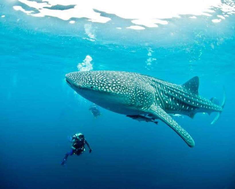 Cebu: Oslob Whaleshark Scuba Diving & Sumilon Sanctuary - Who will enjoy this experience most?