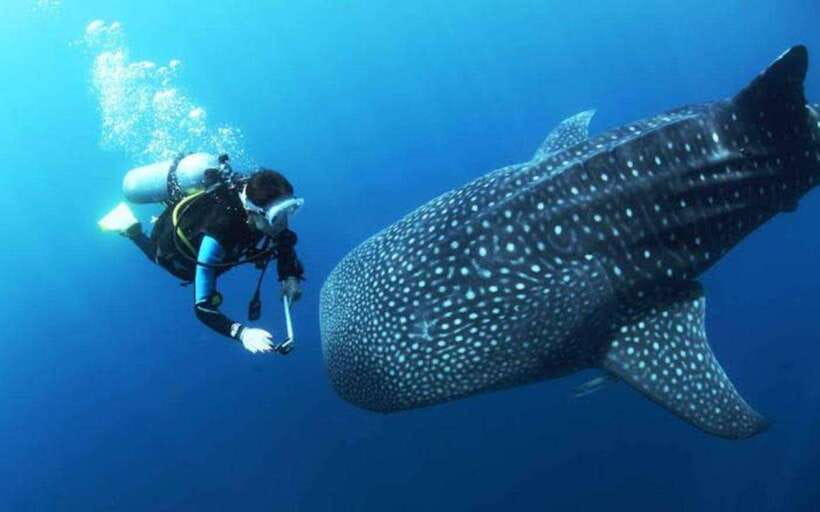 Cebu: Oslob Whaleshark Scuba Diving & Sumilon Sanctuary - The hotel pickup makes a long day easier