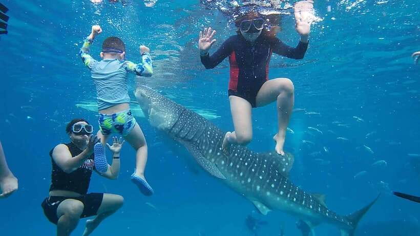 Cebu: Oslob Whaleshark Watching Day Tour - Key points to know before booking